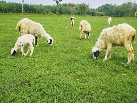 The Goats Stock Photos