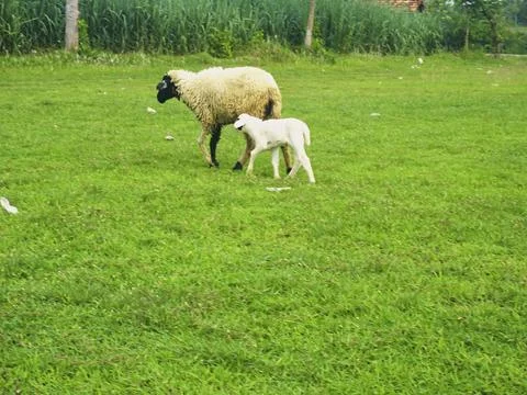 The Goats Stock Photos