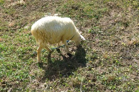 The goats Stock Photos