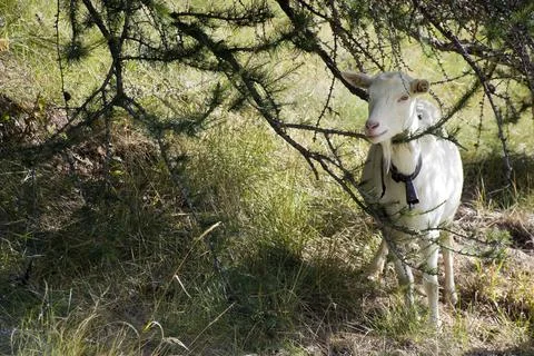 The goats. Stock Photos