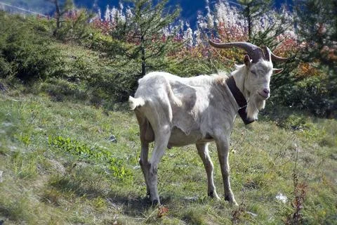 The goats. Stock Photos