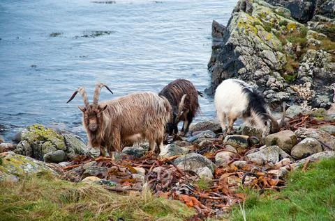 Goats Stock Photos
