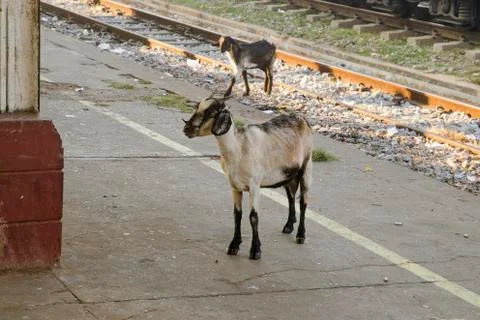 Goats on the platform Stock Photos
