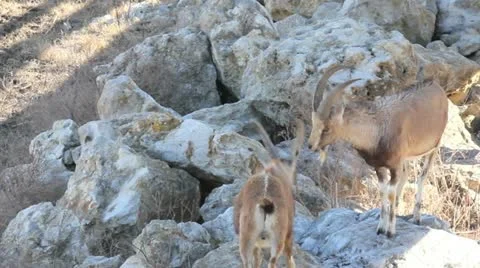 Goats Playfully Spar Stock Footage 12433568