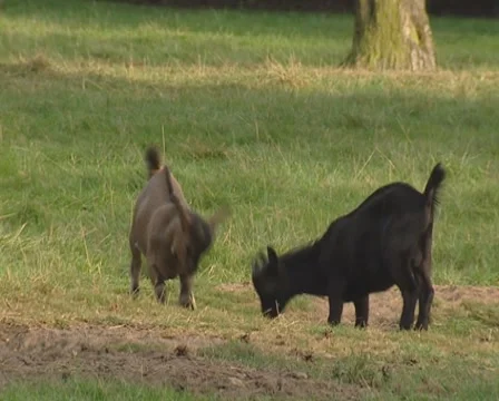 Goats playing, digging in meadow + headbutt Stock Footage 52542784