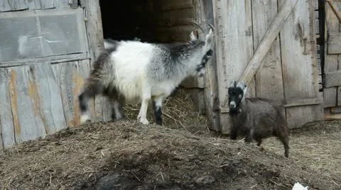 Goats playing in the  farm Stockbeeldmateriaal 11138567