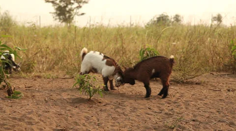 Goats playing Vídeos de archivo 25493252