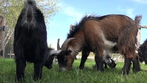 Goats playing in the grass Stock Footage 83083742