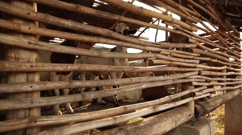 Goats push in Vídeos de archivo 50231680