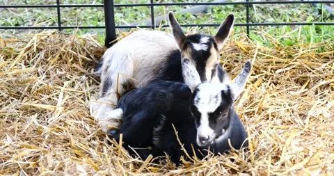 Goats Relaxing on Hay Stack Stock Footage 262400485