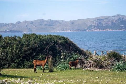 Goats released in front of the sea. Release of animals and leave them free, v Stock Photos