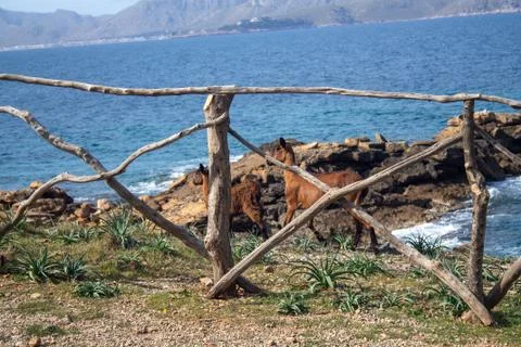 Goats released in front of the sea. Release of animals and leave them free, v Stock Photos