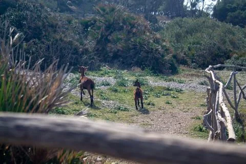 Goats released in front of the sea. Release of animals and leave them free, v Stock Photos