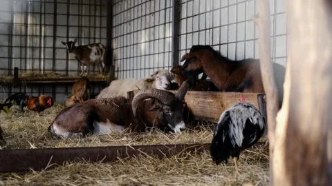 Goats rest on straw while chickens walk around inside a zoo enclosure. The Stock Footage 327482455