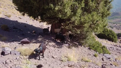 Goats resting and grazing under a juniper tree on a rocky hillside in Morocco's Stock Footage 332177350