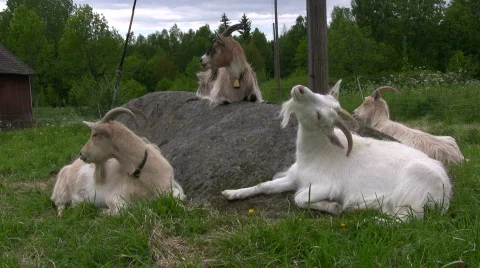 Goats resting Stock Footage 863696