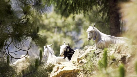 Goats resting in pine forest Stock Footage 97798129