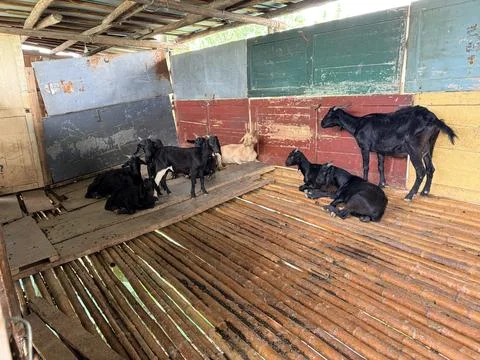 Goats resting in a rustic barn. 스톡 사진