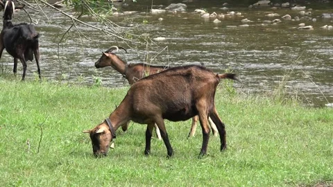 Goats by River in Mountains, Animals Drinking Spring Water, Countryside, Rustic Stock Footage 331063817