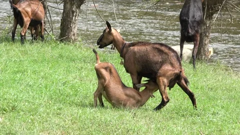 Goats by River in Mountains, Animals Drinking Spring Water, Countryside Rustical Stock Footage 334324825