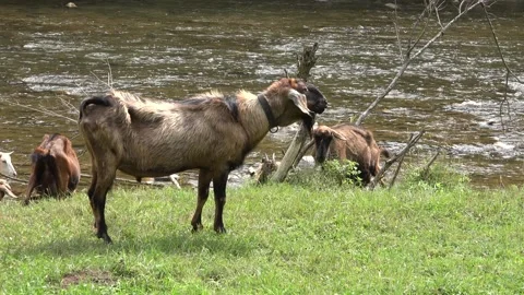Goats by River in Mountains, Animals Drinking Spring Water, Countryside Rustical Stock Footage 336663261