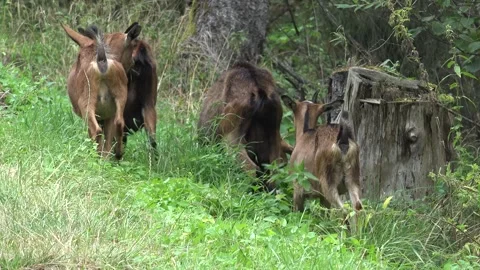 Goats by River in Mountains, Animals Drinking Spring Water, Countryside Rustical Stock Footage 345155972
