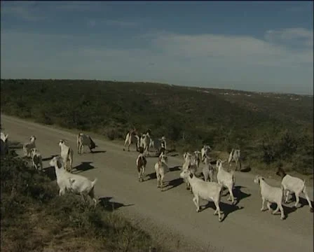 Goats on the road Stock Footage 11629383