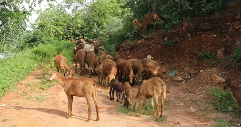Goats on a Road Stock Footage 288274143