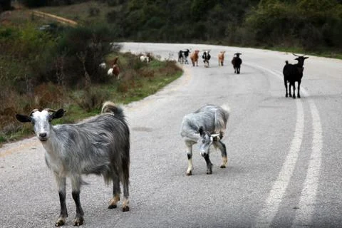 Goats on the road Stock Photos