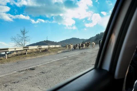Goats on the road. Foto stock