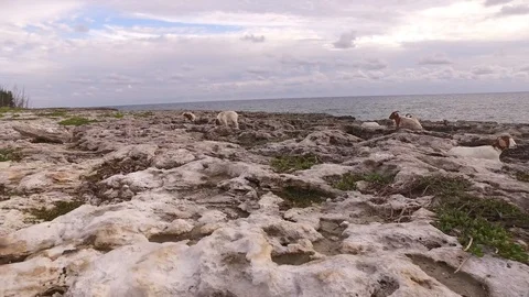 Goats On The Rocks Hunters Stock Footage 99287684