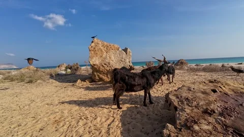 Goats on a rocky beach Stock Footage 337361225