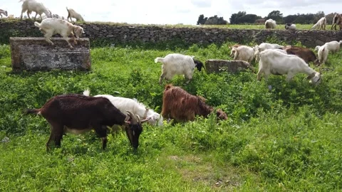 Goats in Rome Vidéo 153898326