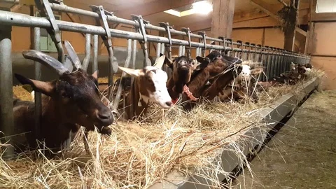 Goats in a row at feeding time Stock Footage 121120434