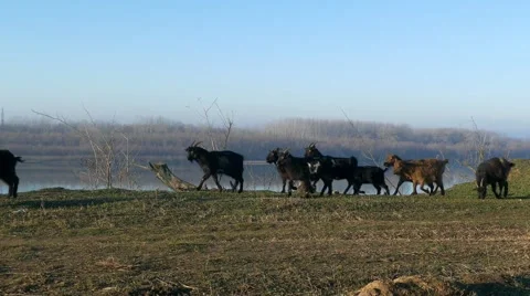 Goats run along the river Stock-Footage 58656895