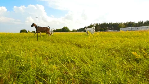 Goats run away from the camera. Slow motion Stock Footage 96329771