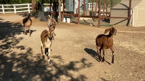 Goats run to breakfast Stock Footage 174854931