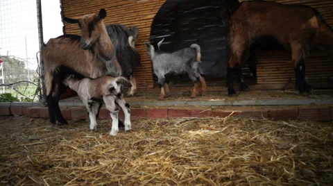 Goats run in the stable Vidéo 37736415