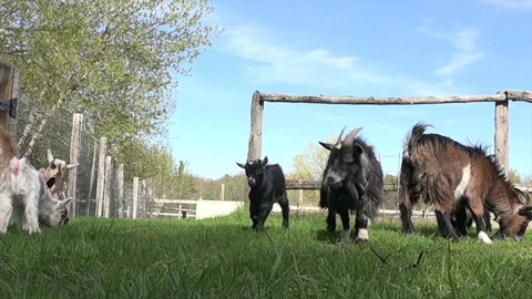 Goats running and playing Video stock 83083719