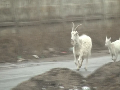 Goats running down the road Stock Footage 74492094