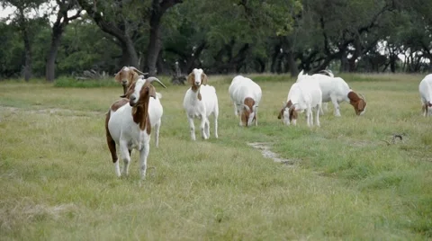 Goats Running in a Field Stock Footage 65153727