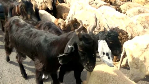 Goats Running On The Road Video stock 73829031