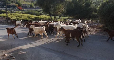 Goats running on the road 動画素材 141865911