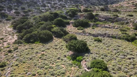 Goats running through a field Video stock 267005347