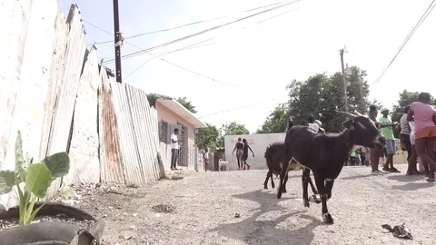 Goats Running Through Streets -RAW COLOR Stock Footage 70178115