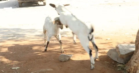 Goats at rural area Video stock 125444973