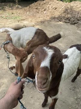 Goats in a Rural Setting Stock Photos