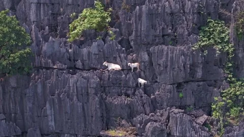 Goats Scaling Limestone Cliffs in Tam Coc, Ninh Binh Stock Footage 281535258