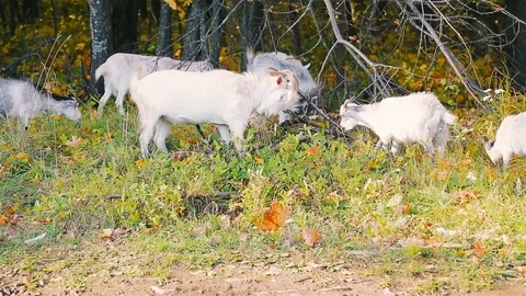 Goats scratch their horns, use dry branches. Stock Footage 80988921