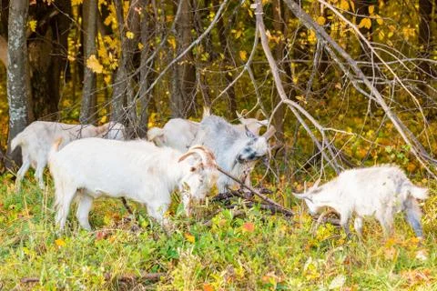 Goats scratch their horns, use dry branches. Stock Photos